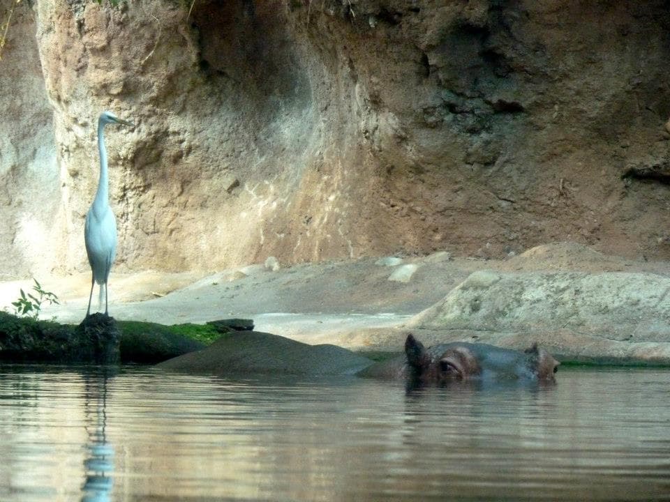 Gorilla Falls Exploration Trail at Disney's Animal Kingdom
