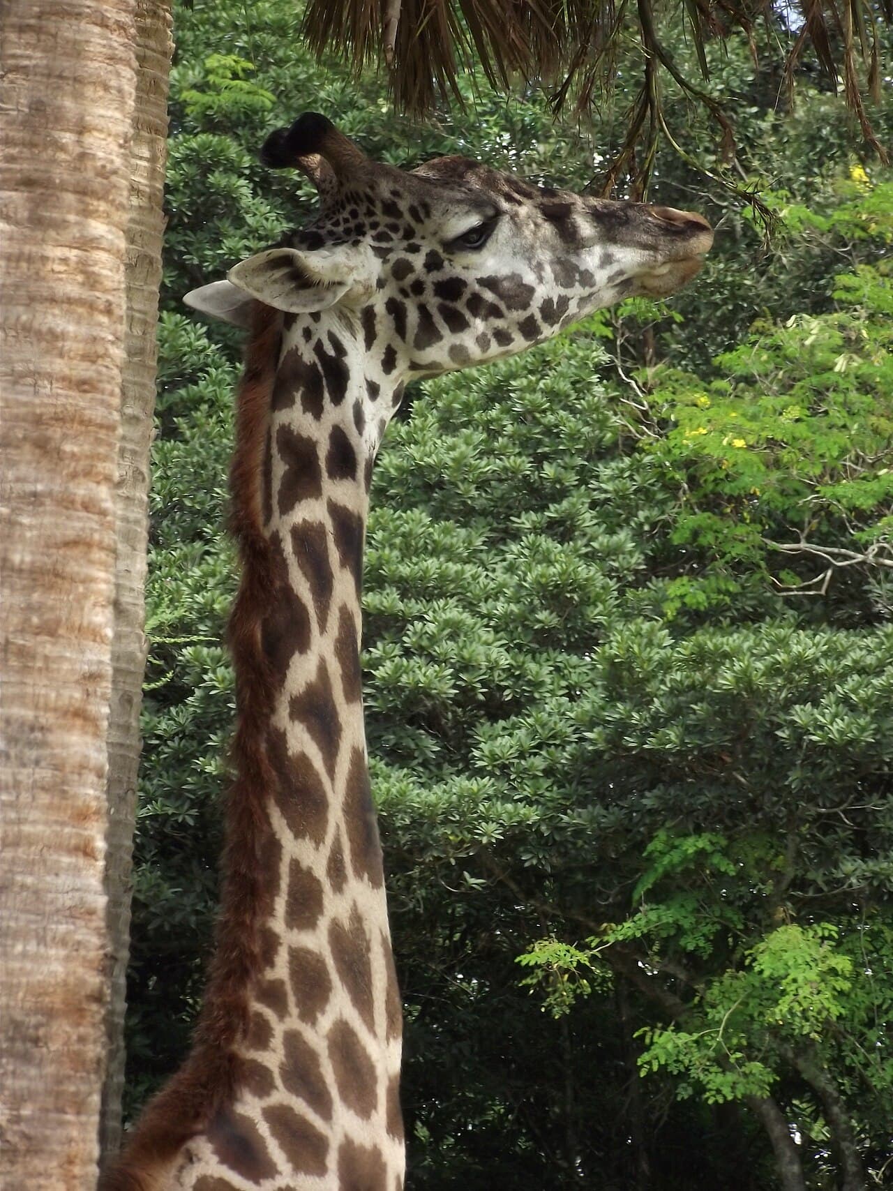 Kilimanjaro Safaris at Disney's Animal Kingdom